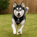 Custom Embroidered Pet Bandana - MyBambino.com